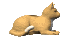 Cat 1