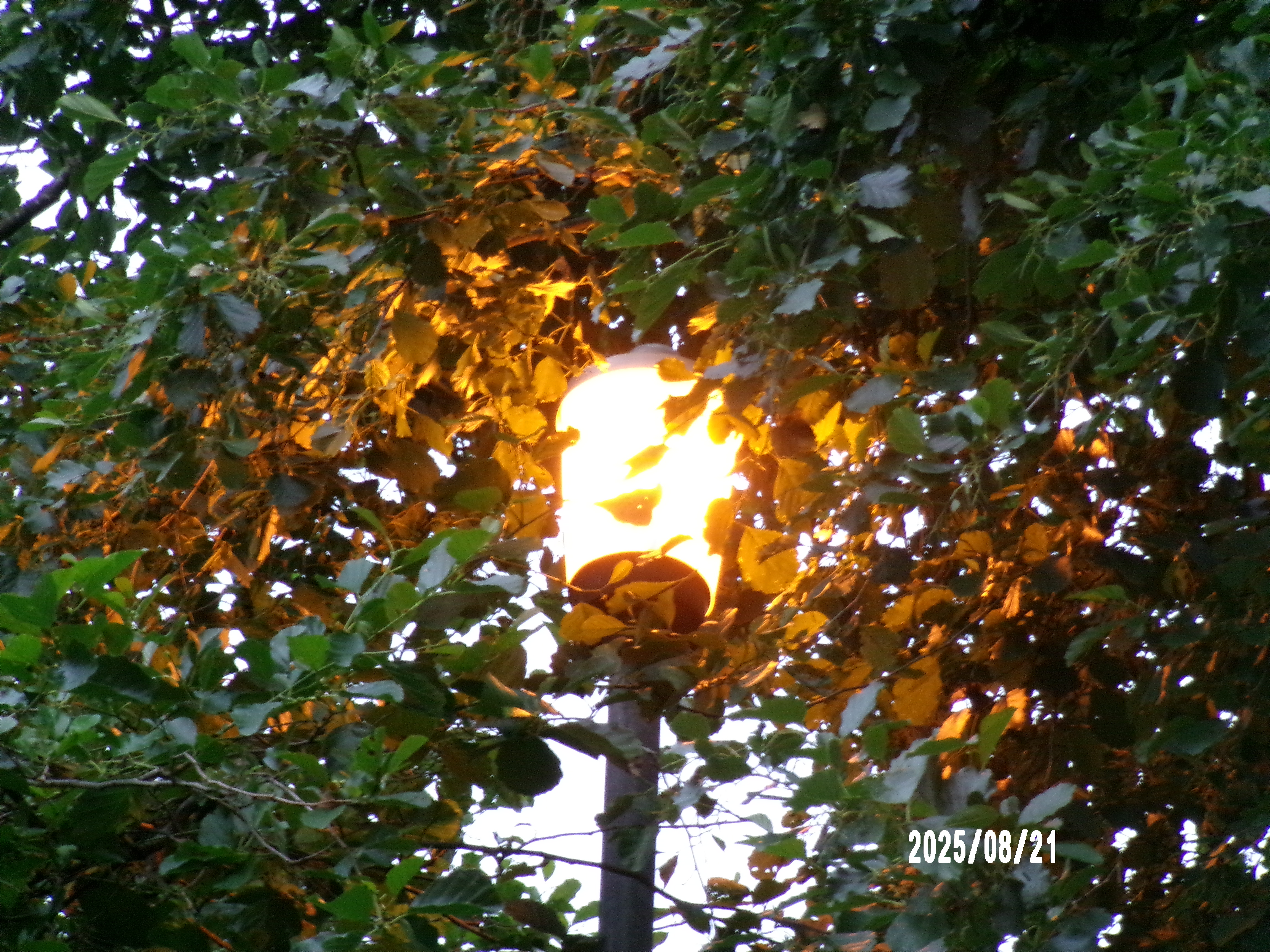 Gamma 6 at dusk - placeholder