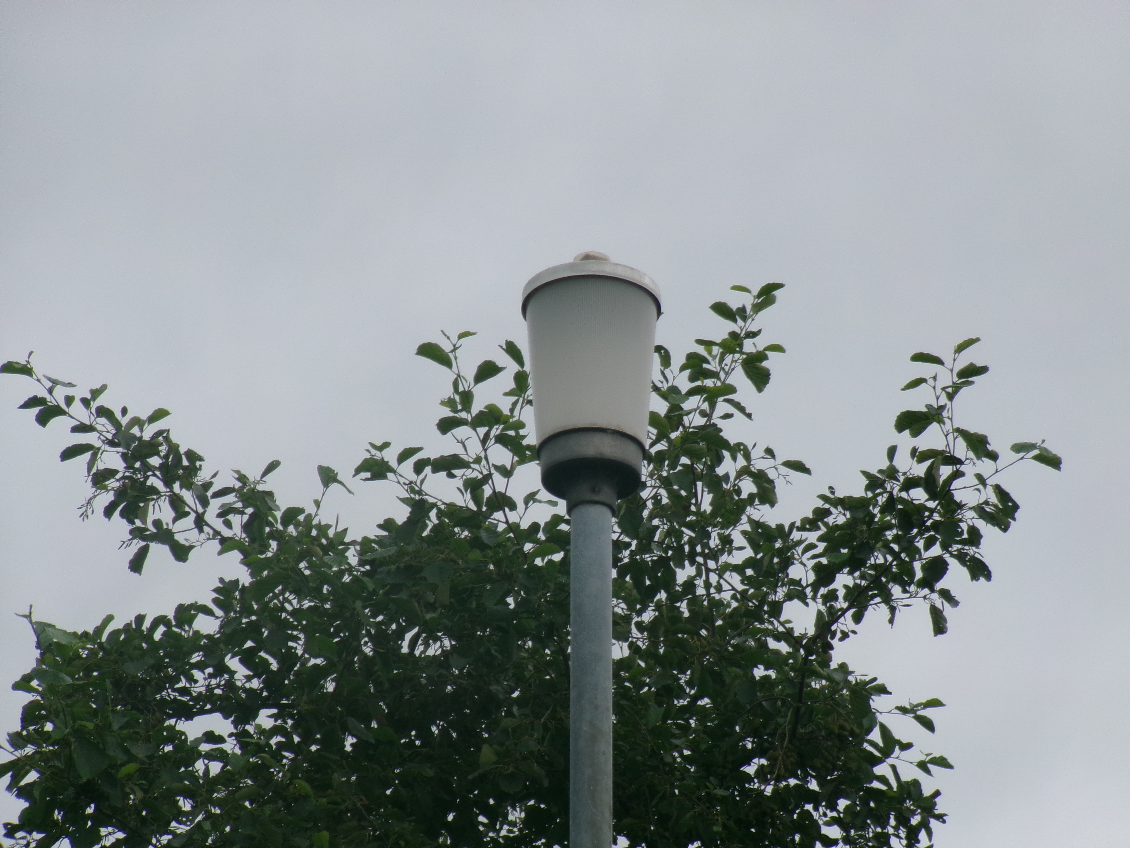 Thorn Gamma 6 lantern