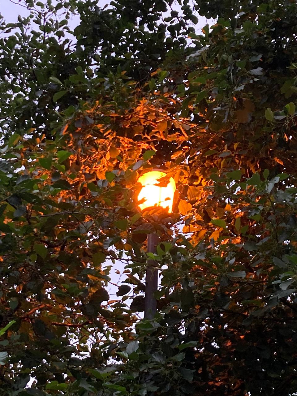 Gamma 6 at dusk - placeholder